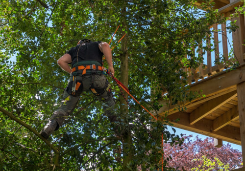 How Professional Tree Care Services Can Enhance The Aesthetic And Safety Of Your Landscape Lighting